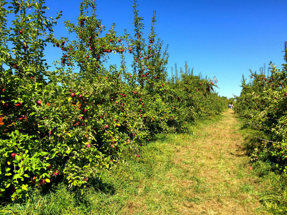 Apple orchard at Wilkens farm in Westchester, NY